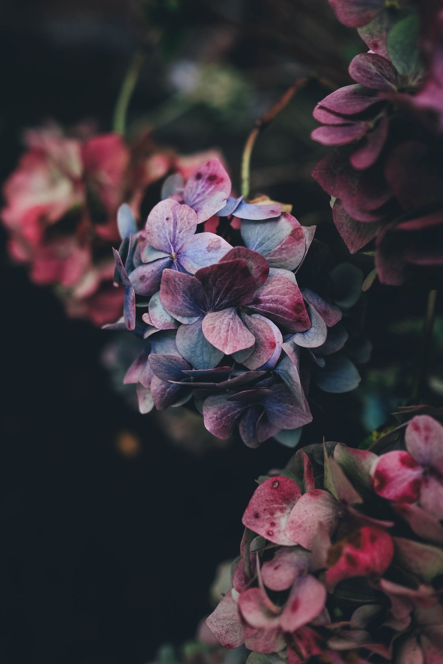 Shogun Flowers