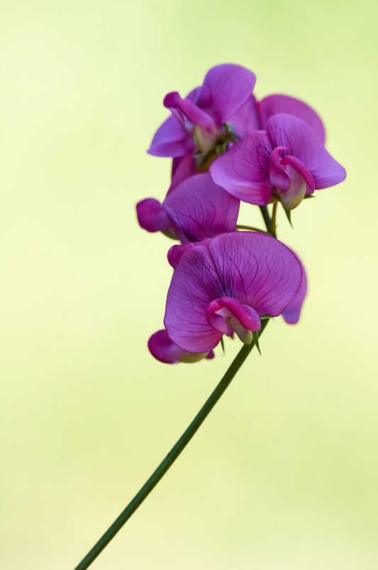Shogun Flowers